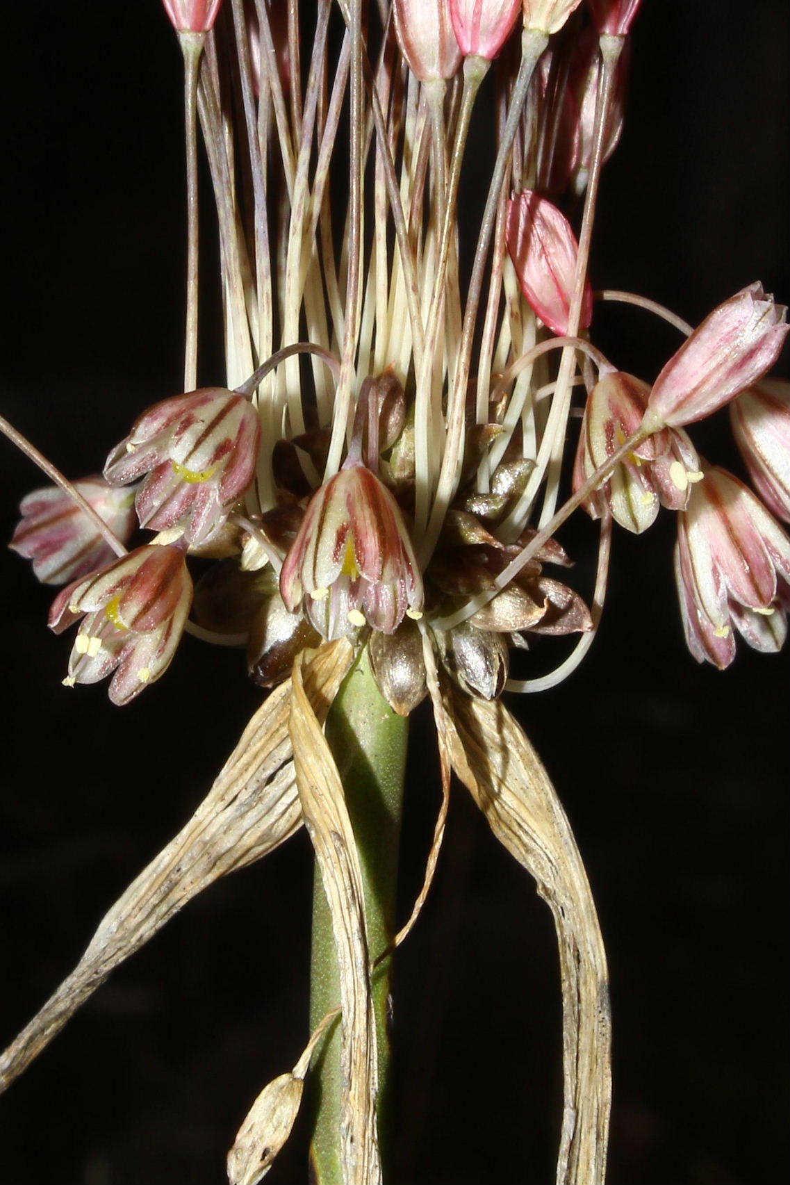 Allium oleraceum